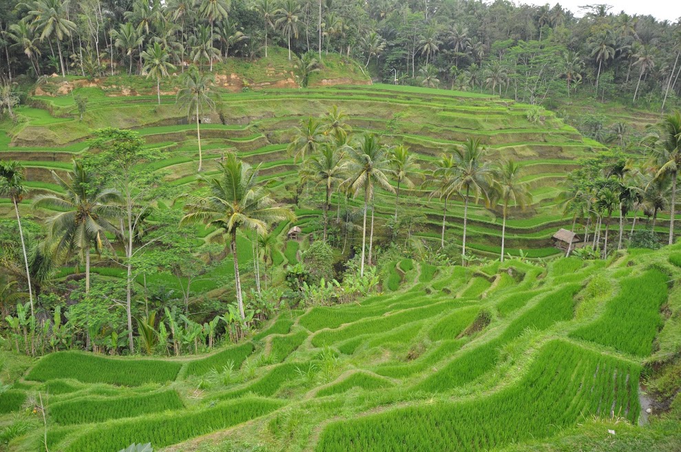 Ubud